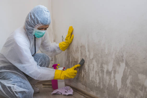 Raton, NM Mold Removal Company