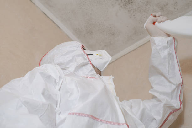 Best Attic Mold Removal  in Raton, NM