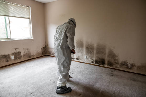 Best Local Mold Removal Service  in Raton, NM