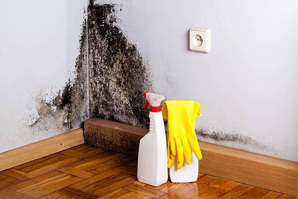 Best Black Mold Removal  in Raton, NM