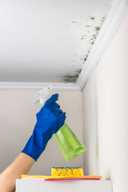Best Residential Mold Removal  in Raton, NM