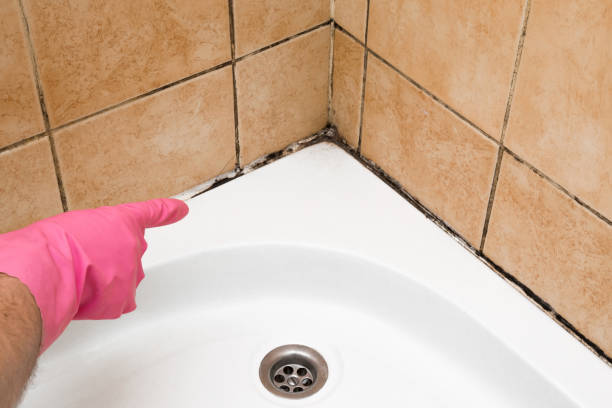 Best Office Mold Removal Services  in Raton, NM